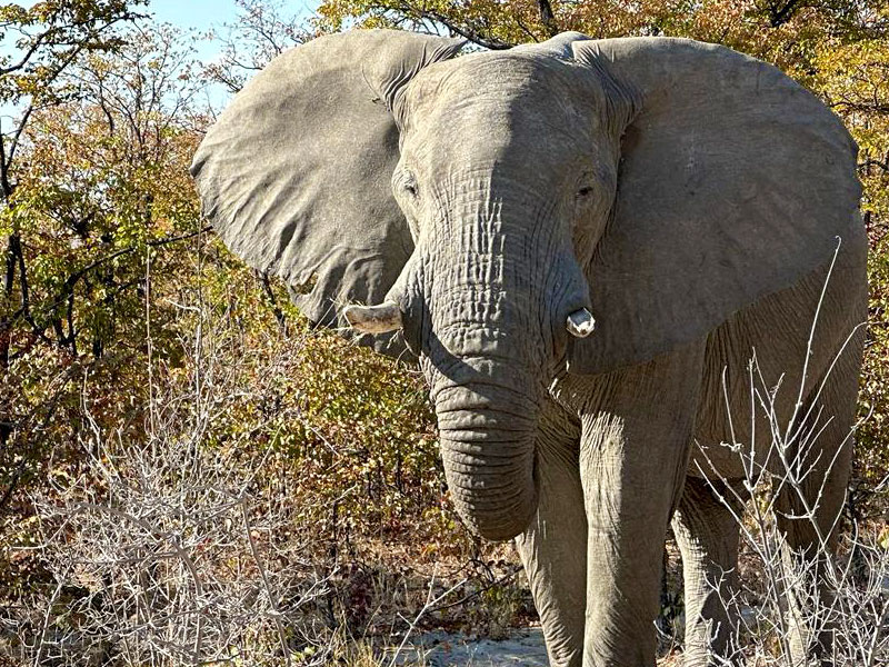 Elephant
